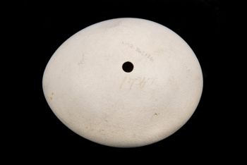 Media type: image;   Ornithology 363126 Description: Image taken for Time and Time Again exhibit at Collection of Historical Scientific Instruments.;